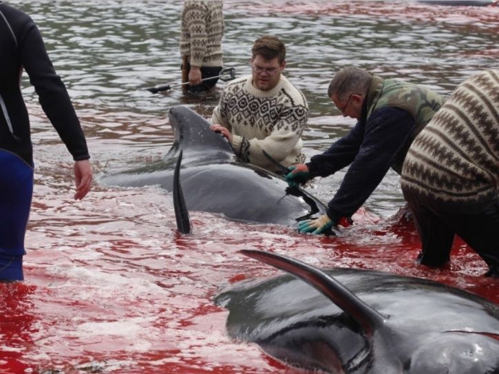 heat killed marine wildlife masse heat killed marine wildlife masse