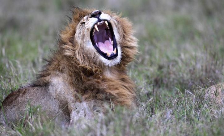 204 Lions Died In Gir In Last Two Years