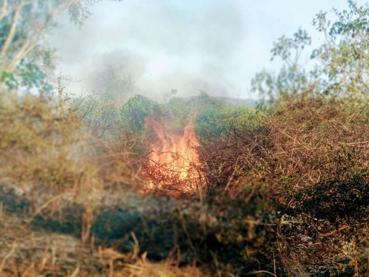 Bandipur Forest Fire