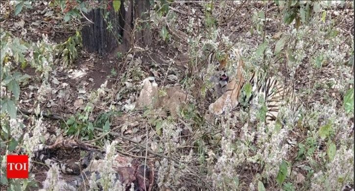 cannibal tiger, Kanha National Park, tigress, killed, Madhya Pradesh, forest officials