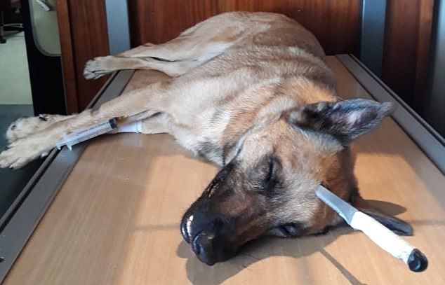 Brave Dog Gets Stabbed In The Head While Saving His Human, Survives ...