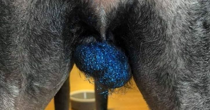 uren serviet Skuldre på skuldrene Someone Started The Trend Of Putting Glitter On Dogs' Testicles & We'd  Really Like To Know Why