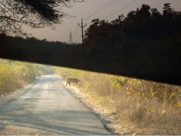 Gujarat tiger, road accident, striped, wild cat, Local resident, Mahesh Mahera, census
