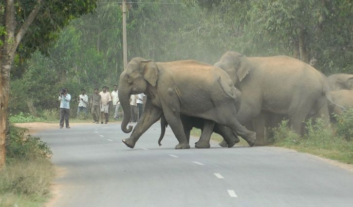 The Alarming Cost Of Human-Elephant Conflicts - 373 Elephants And 1,713