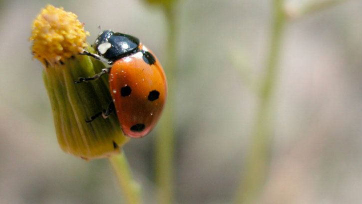 ladybug insect population extinction