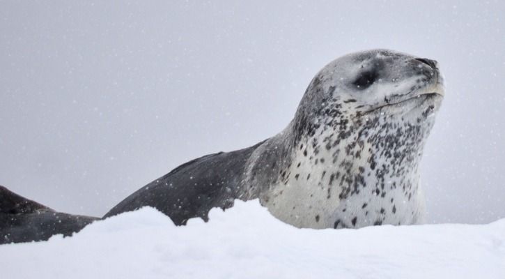 leopard seal poop
