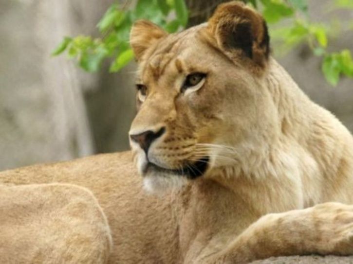 Lioness Attacks Two People In Gujarat Village, Terrifying Video Goes Viral