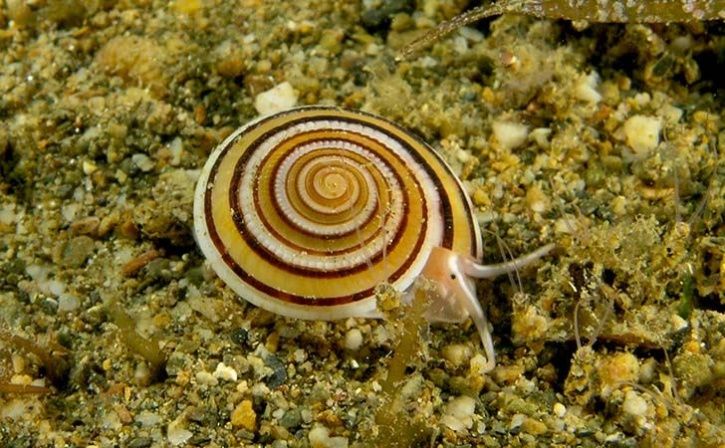 Marine Snail