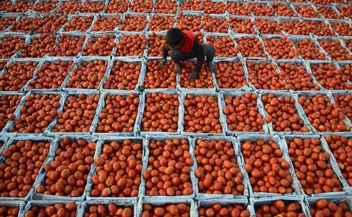 mp tomato farmers not exporting produce to pakistan