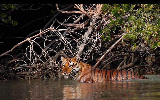 Bengal tigers could vanish from the Sundarbans, one of their final  strongholds