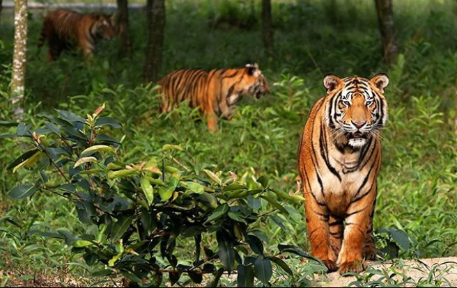 Bengal tigers could vanish from the Sundarbans, one of their final  strongholds