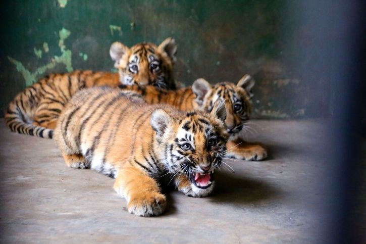 tiger cub, E K Palaniswami, chief minister, chennai, Vandalur zoo, Tamil Nadu