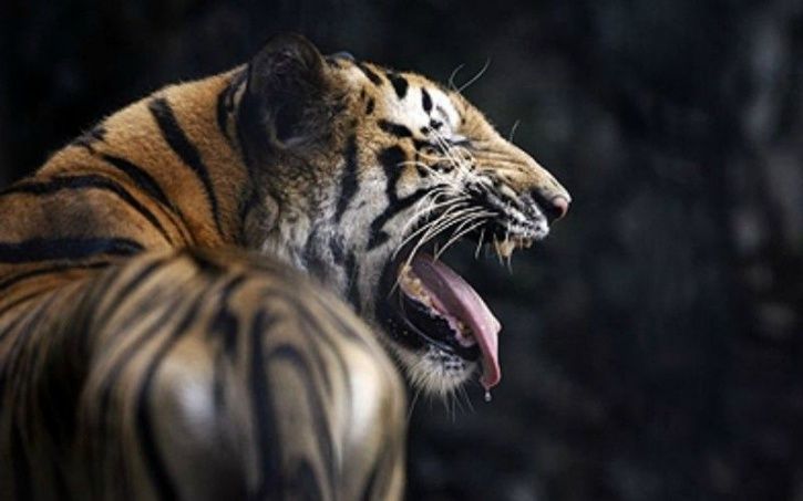 Tiger reserve Sundarbans