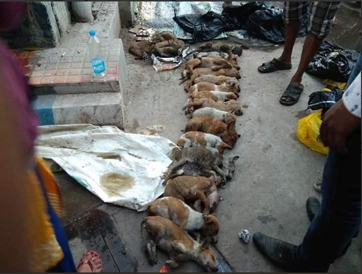 16 puppies, Kolkata, N R S Medical College, video clip, CCTV Footage