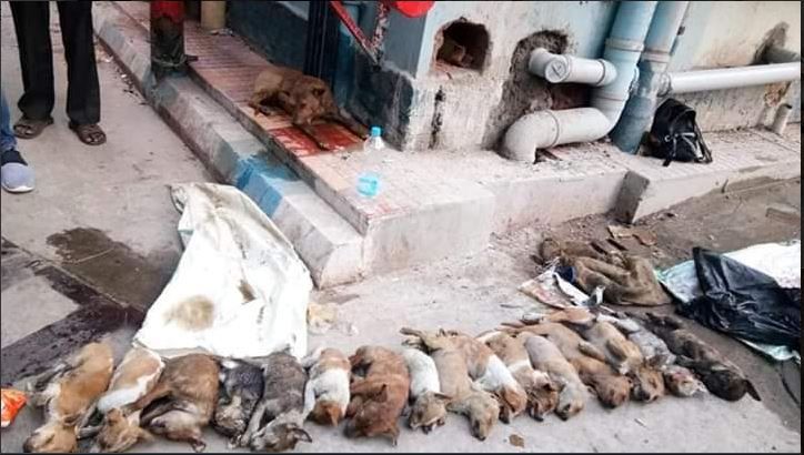Two Women Arrested For Killing 16 Puppies, Reveal Shocking Reasons Behind Brutal Act Two Women Arrested For Killing 16 Puppies, Reveal Shocking Reasons Behind Brutal Act