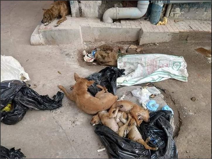 16 puppies, nursing students, NRS Medical college, arrested, police officials, animal cruelty