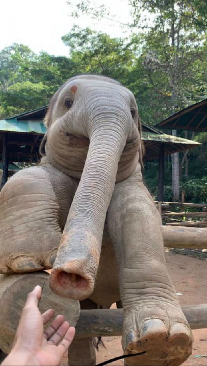 Elephant, Elephant coaxing caretaker, Chiang Mai Thailand, baby elephant, baby elephant