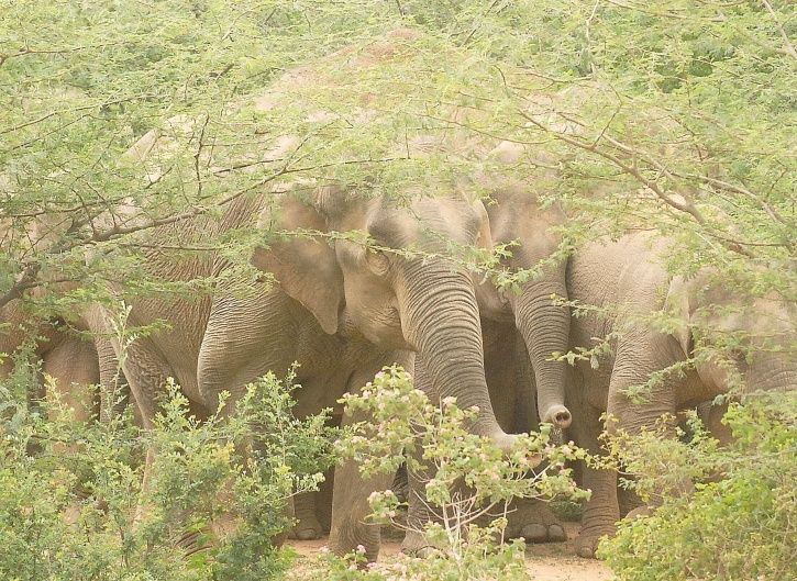 India Is Turning Hell For Elephants As 429 Jumbos Have Been Killed By