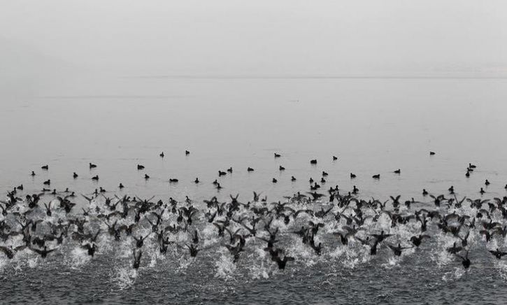 Migratory Birds Losing Love For Kashmir