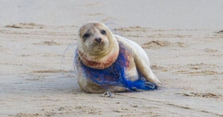Seal Found Strangled With Plastic Net Around Its Neck At Norfolk Coast & It's Heartwrenching Seal Found Strangled With Plastic Net Around Its Neck At Norfolk Coast & It's Heartwrenching