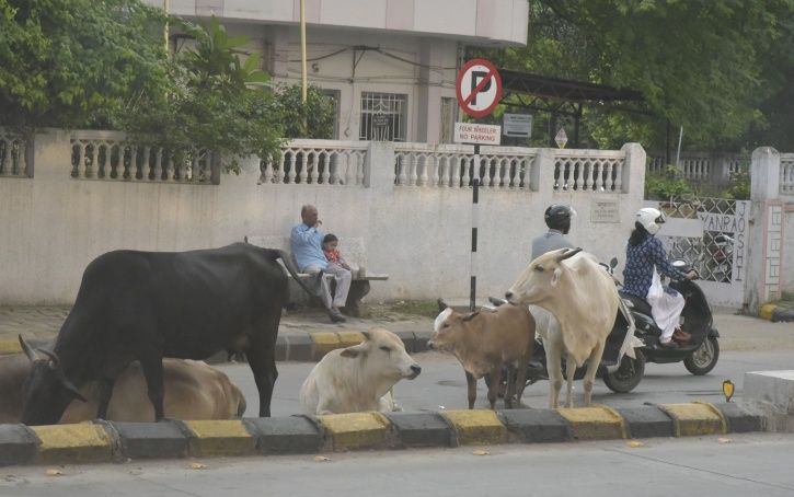 Stray Cows