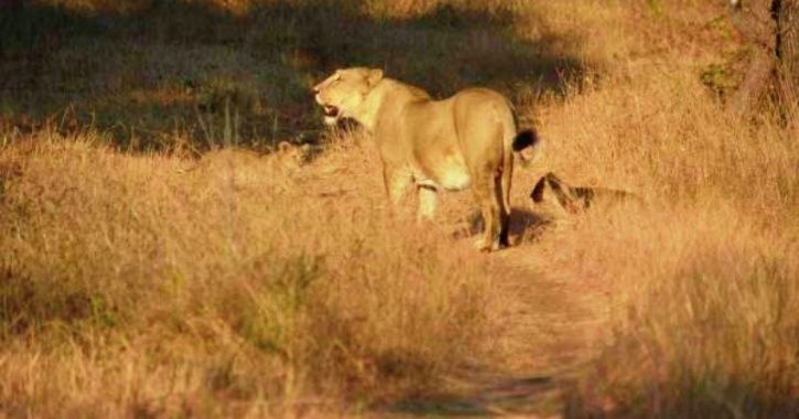 Unusual Bonding As Gir Lioness Adopts A Leopard Cub Separated From Mother In A Rare Phenomenon