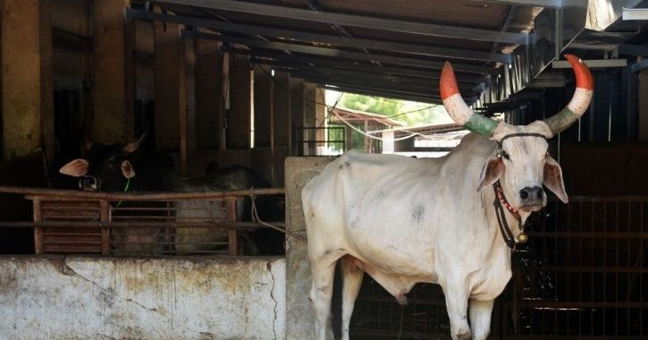 While Crime Rate Soars, UP CM Yogi Adityanath Clears ‘Cow Cess’ To Protect Stray Cattle In UP