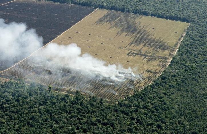 Amazon Rainforest Deforestation