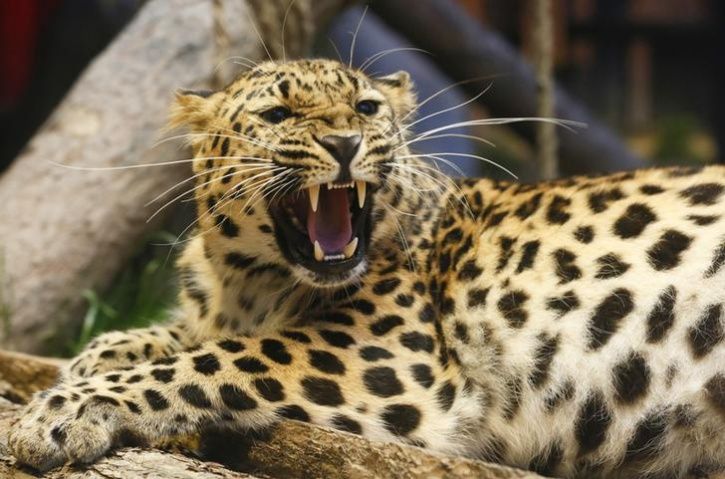 Amur Leopard endangered 