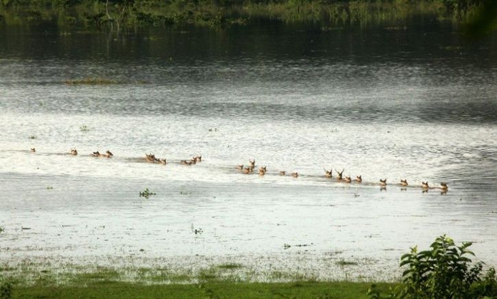 Assam flood