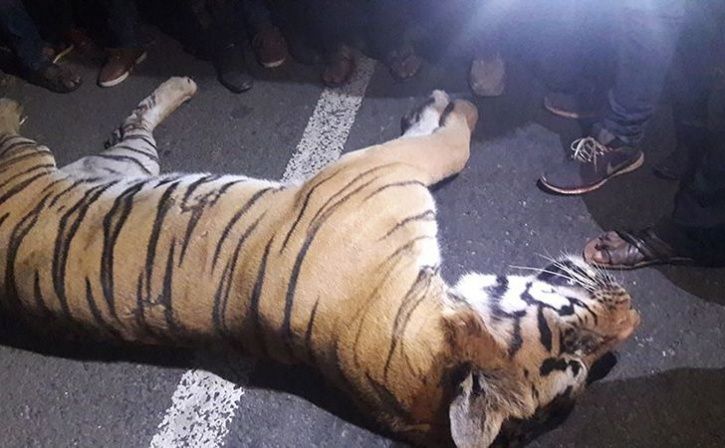 beat tigress to death