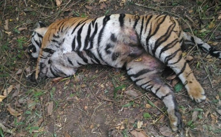 beat tigress to death