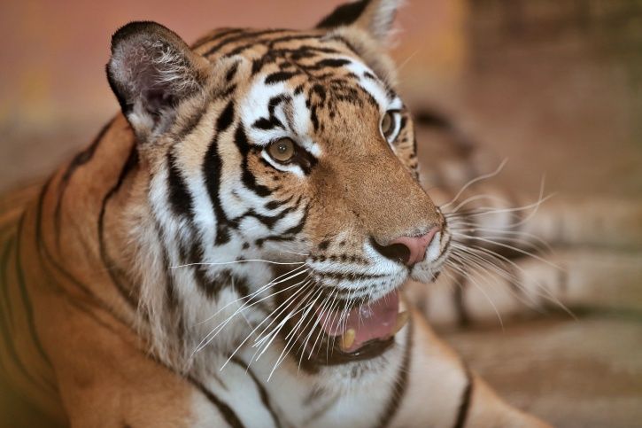 bengal tiger endangered