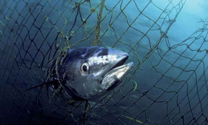 bluefin tuna endangered
