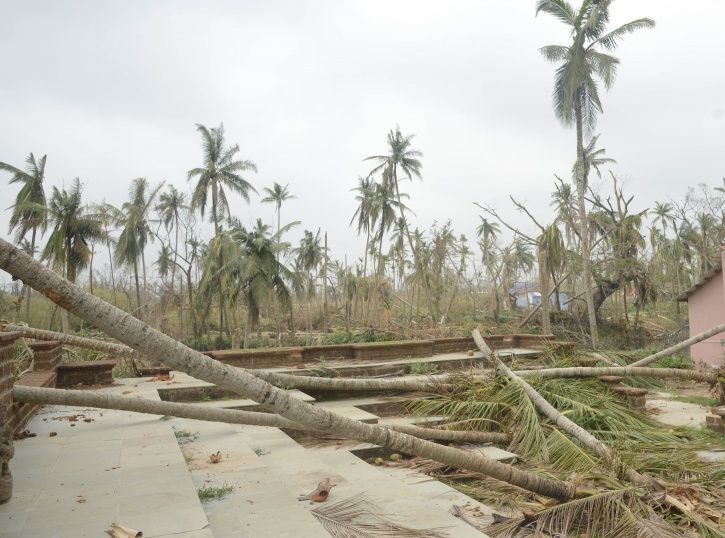 After Cyclone Fani Uprooted 22 Lakh Trees, Odisha Set To Regain Green ...