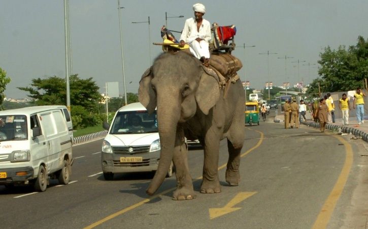 Delhi Elephant 