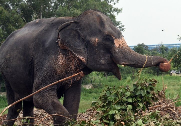 Delhi Elephant 