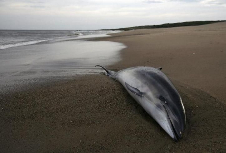 dolphins endangered sea plasti