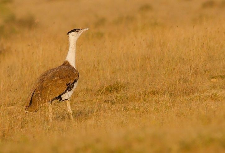 Govt Initiates Project To Save Critically Endangered The Great Indian Bustard, Only 130 Remaining
