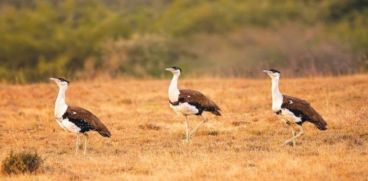 Govt Initiates Project To Save Critically Endangered The Great Indian Bustard, Only 130 Remaining