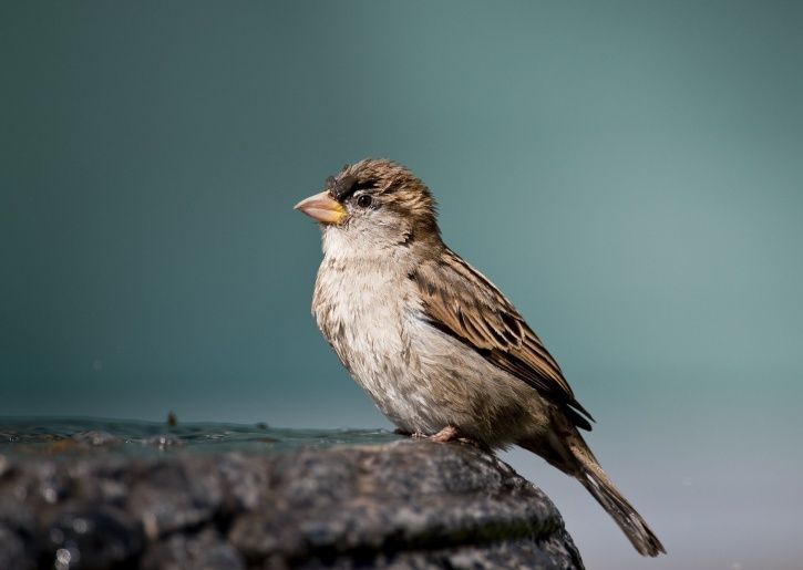 House Sparrow endangered 