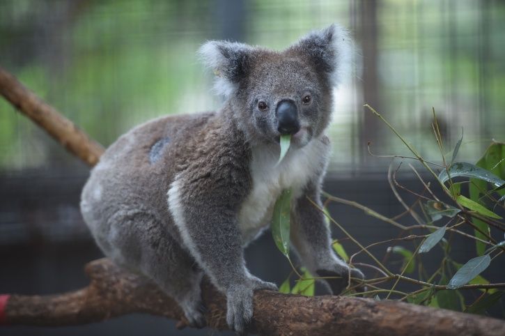 Koala Bear endangered 