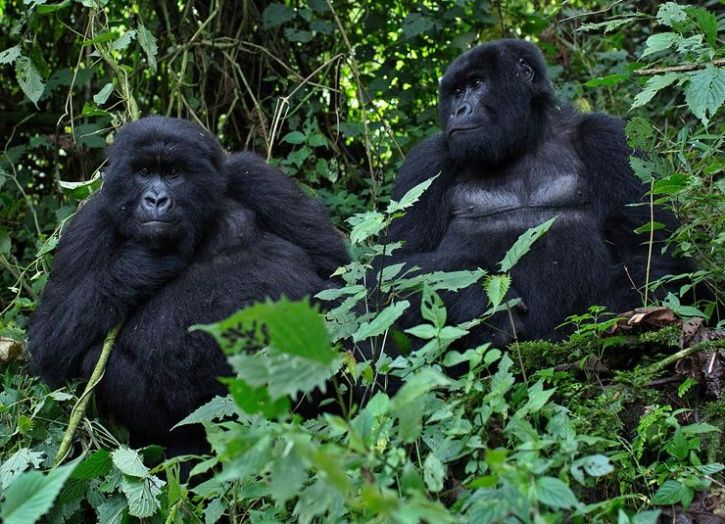 mountain gorillas endangered