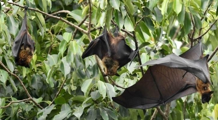 AI Helps Scientists Find 11 Indian Bat Species That May Carry Nipah ...