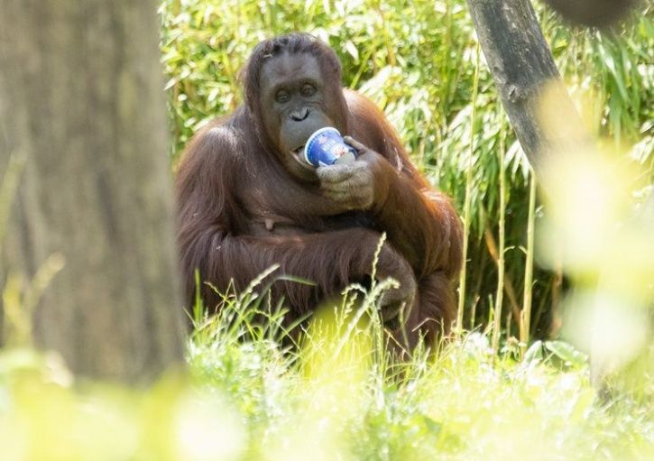 Orangutan endangered 