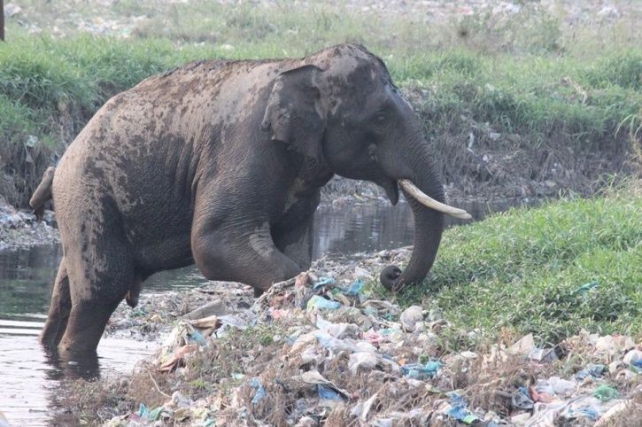 Images Of Elephant & Leopard Eating Plastic Shows How Pollution Is Killing  The Wildlife