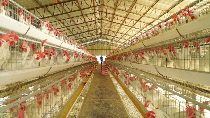 Poultry Industry