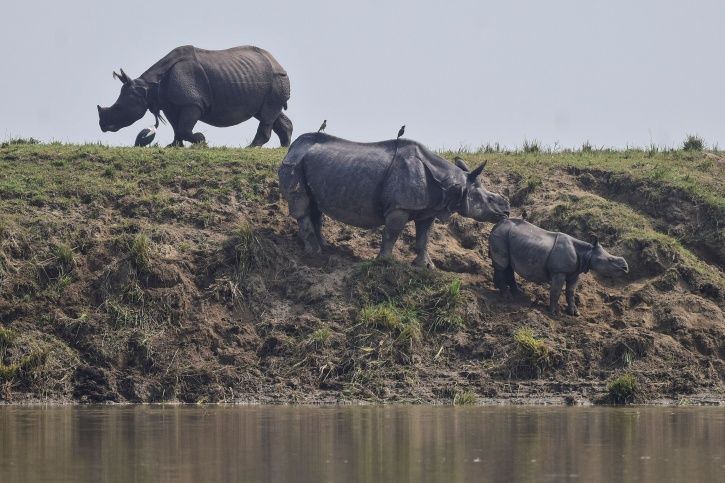Rhinos endangered 