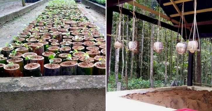 sapling in bamboo pot