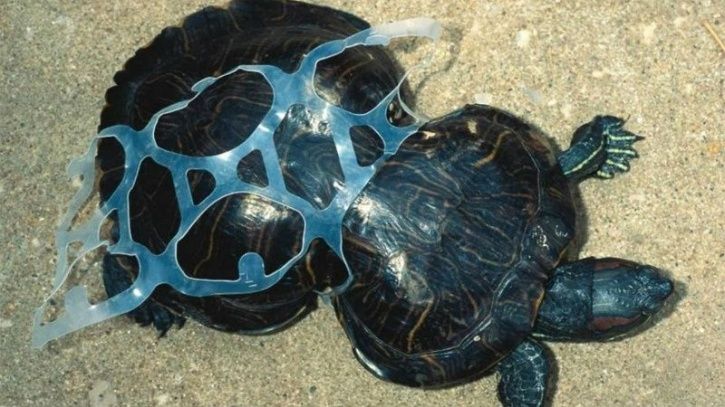 Bememo 16 Pieces Realistic Sea Turtle Lifelike Tortoises Ocean Animal Plastic 